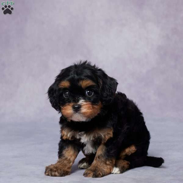 Phil, Cavapoo Puppy